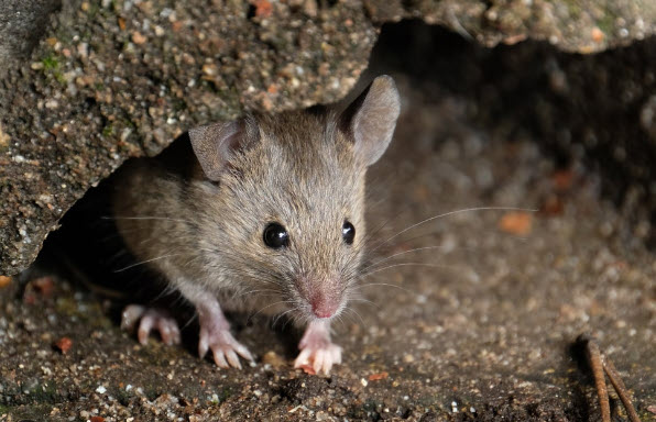 Mouse in the fireplace